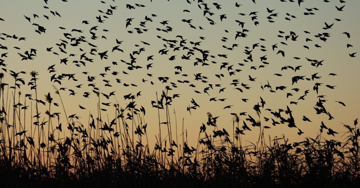 A mesmerizing silhouette of a bird flock flying over reeds during sunset in Afyonkarahisar, Turkey.