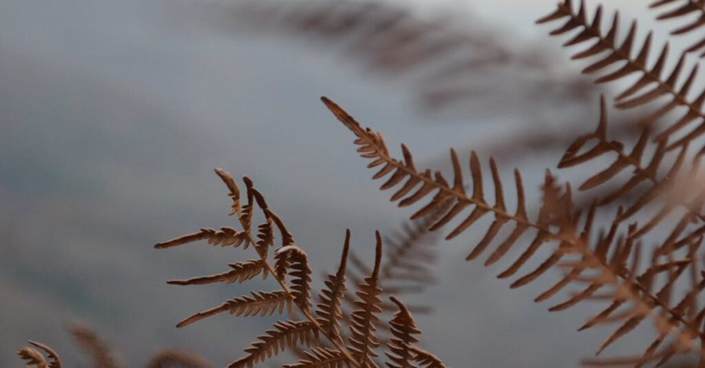 Dry fern leaves against a misty landscape in İnegöl, Türkiye, capturing autumn's essence.