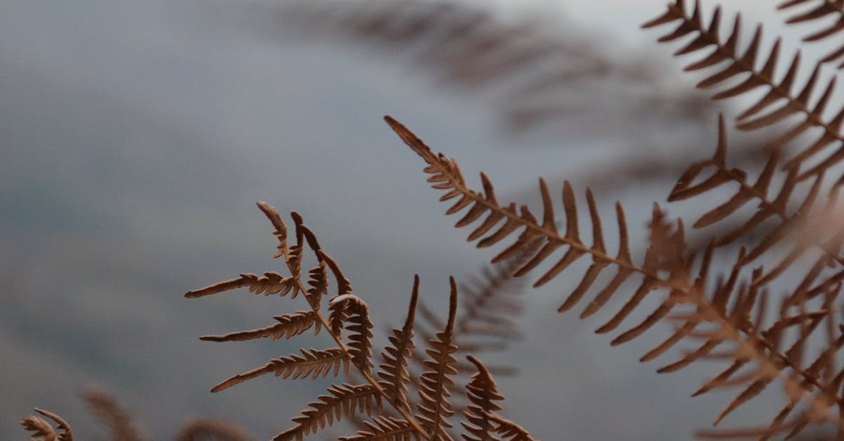 Dry fern leaves against a misty landscape in İnegöl, Türkiye, capturing autumn's essence.
