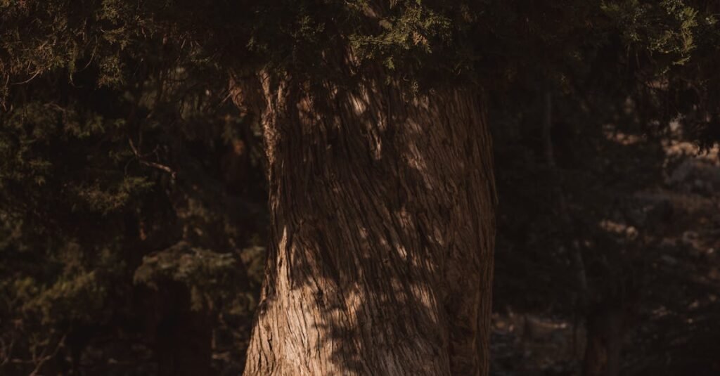 Majestic ancient tree trunk bathed in warm sunlight within a tranquil forest setting.