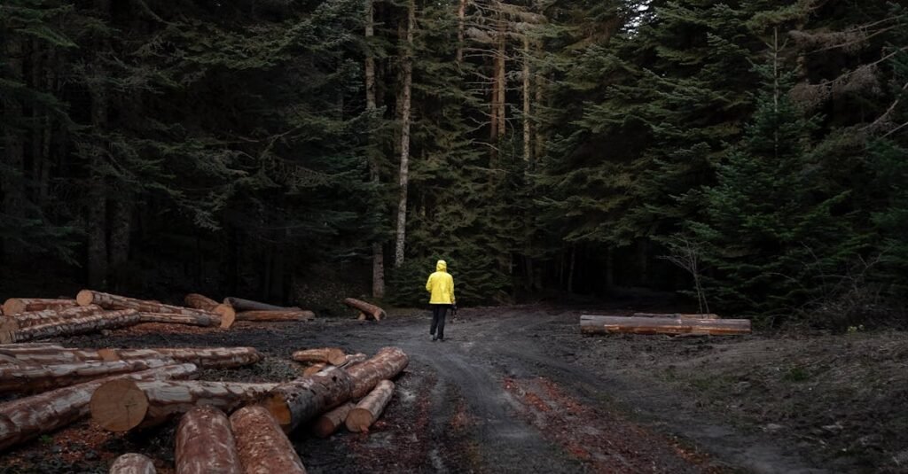 Person walking in a serene coniferous forest surrounded by logs and tall evergreen trees.