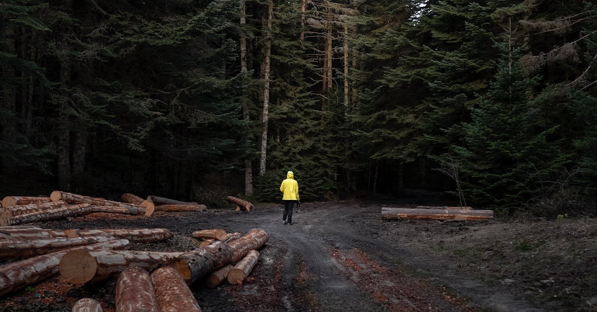 Person walking in a serene coniferous forest surrounded by logs and tall evergreen trees.