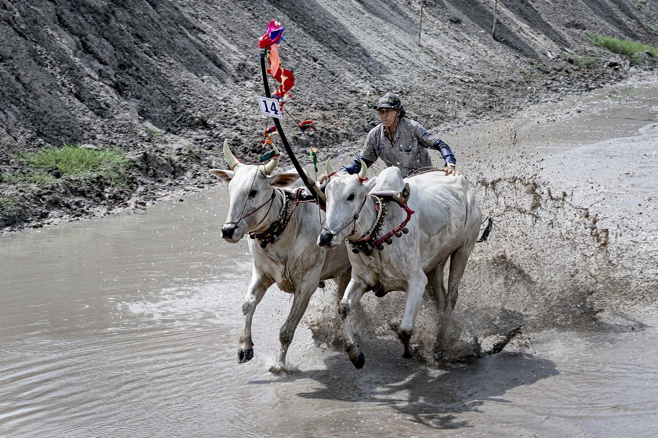 race track, speed, fast, cow, man, mud, vibrant, sludge, nature, vietnam, race, landscape, animal, gallop