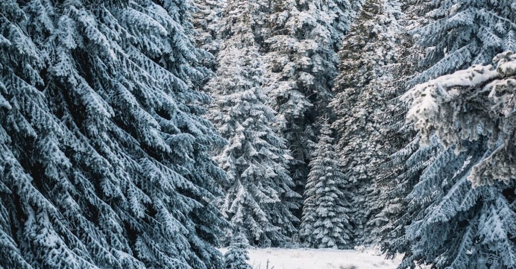 A serene snow-covered path through a winter forest, surrounded by frosty conifer trees.