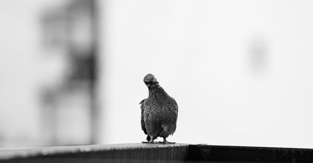 Artistic monochrome capture of a pigeon perched in Buenos Aires.