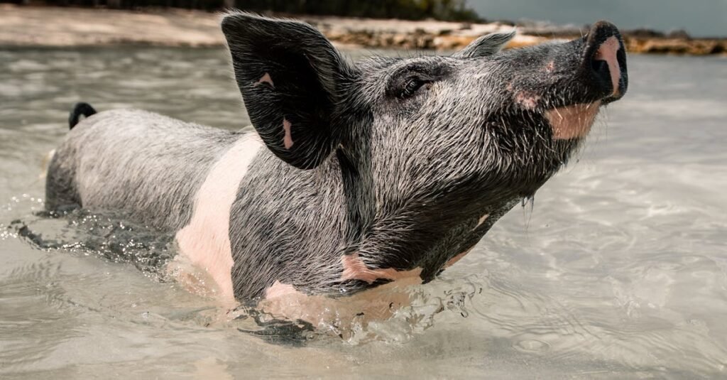 Adorable pig enjoying a swim in the crystal clear waters of the Bahamas.