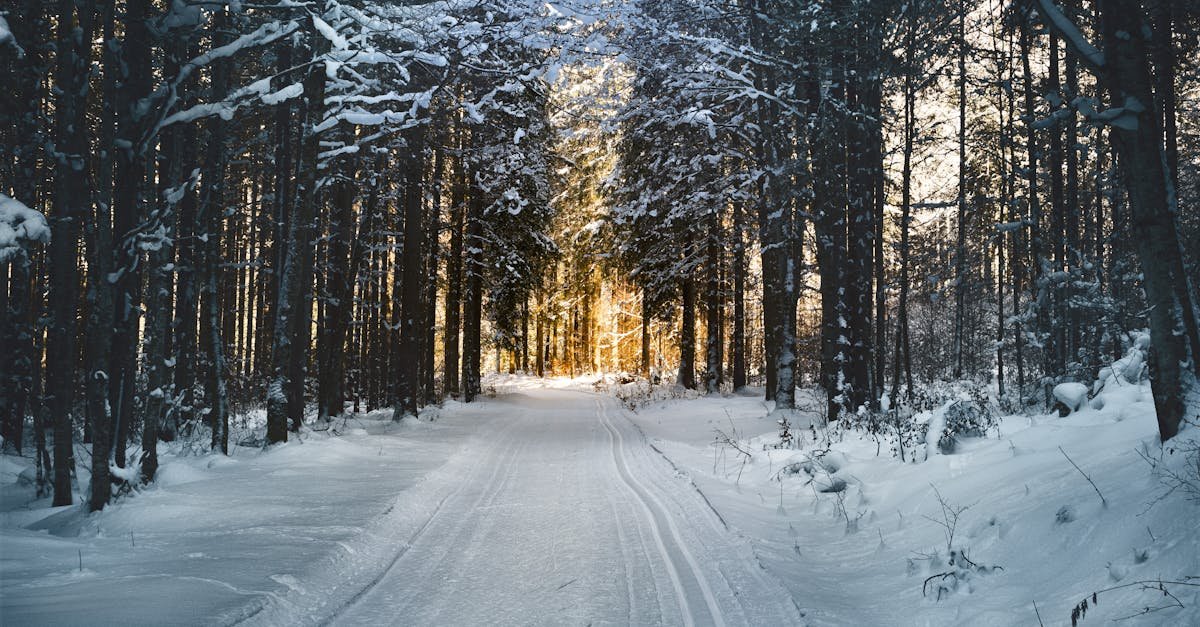 Stunning snowy path through a winter forest in Ebensee, Austria, with sunlight filtering through trees.