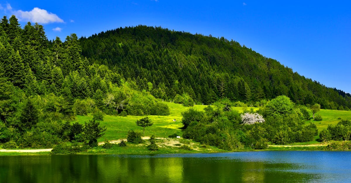 Peaceful view of a lush green forest and tranquil lake under a vibrant blue sky in Sakarya, Türkiye.