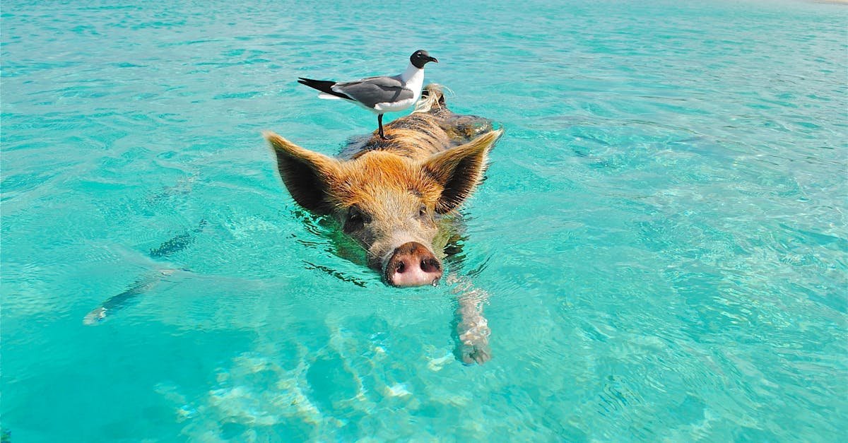Pig swimming in crystal-clear ocean with a seagull perched on its back, showcasing nature's harmony.