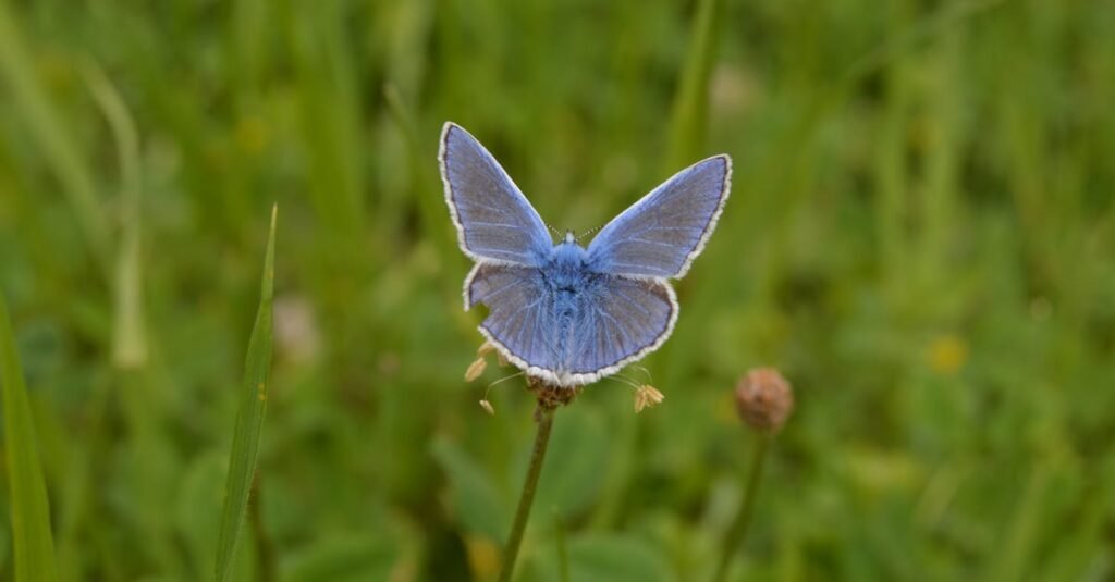 A detailed close-up of a Common Blue butterfly on a flower in a lush meadow.