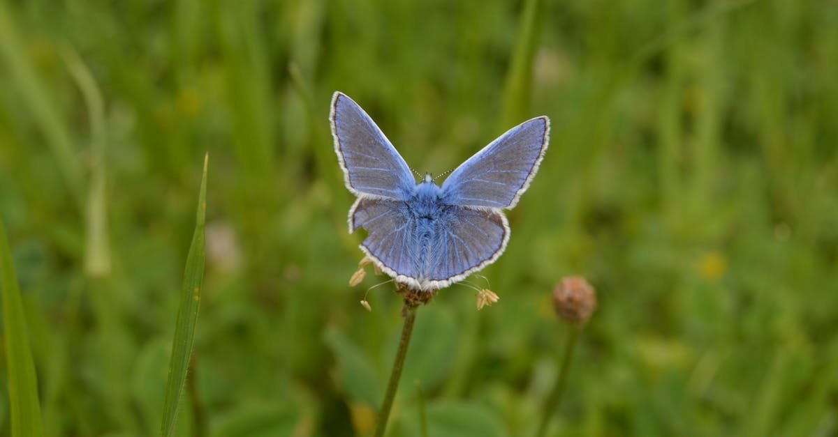 A detailed close-up of a Common Blue butterfly on a flower in a lush meadow.