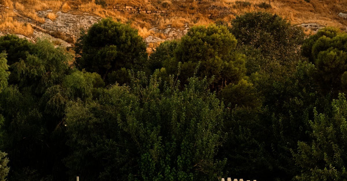 A scenic view of the historic Urfa Castle surrounded by lush greenery at sunset, capturing local culture.