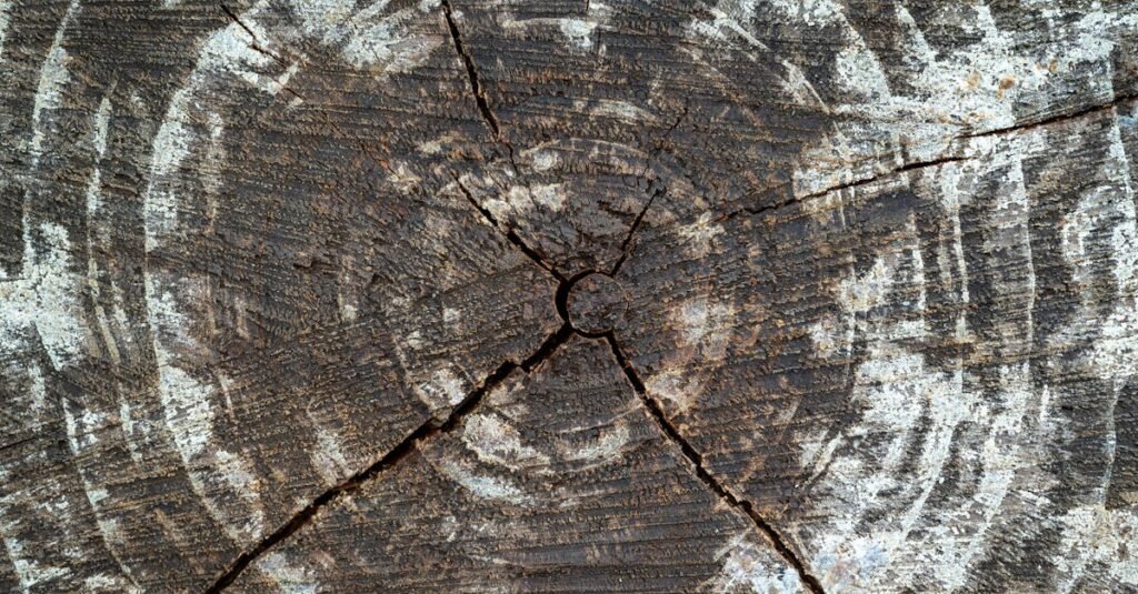 High-resolution image of a tree trunk showcasing natural textures and cracked patterns.