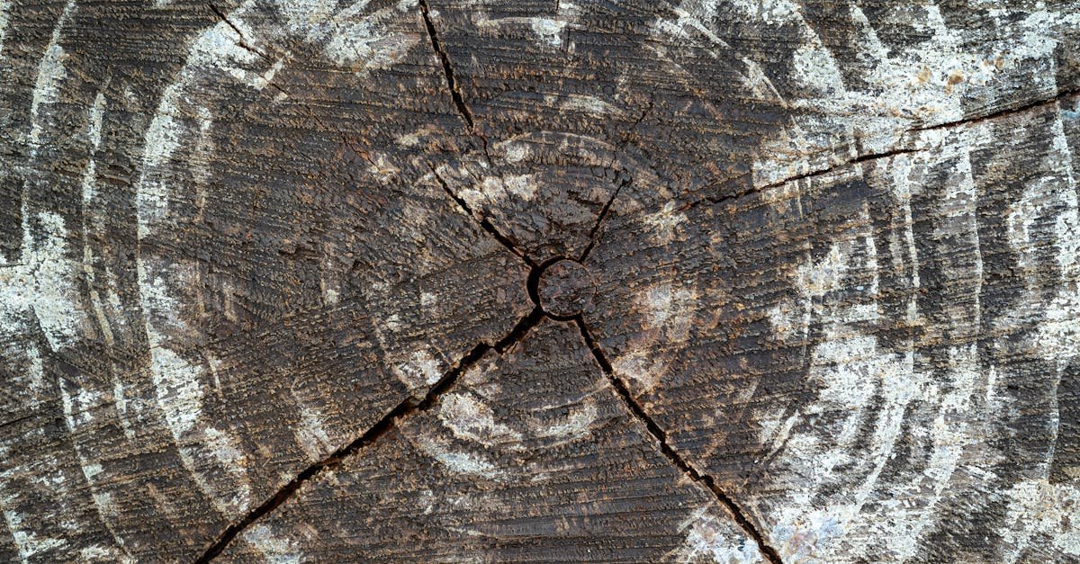 High-resolution image of a tree trunk showcasing natural textures and cracked patterns.