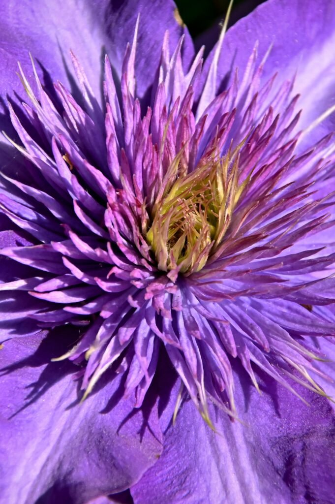 Stunning close-up of a blooming purple clematis flower showcasing its intricate petals.