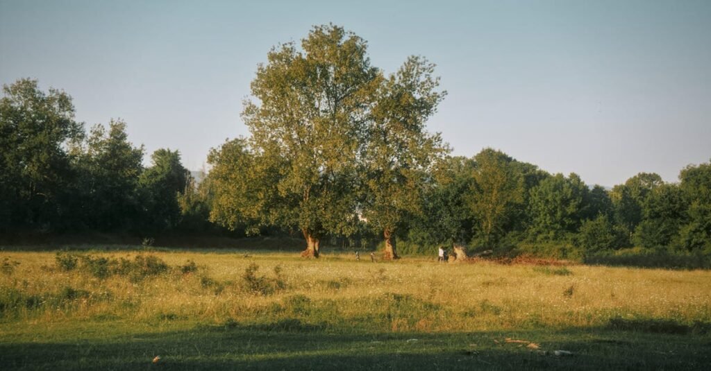 Serene rural landscape in Yahyalar, Türkiye with lush green trees and a golden meadow.