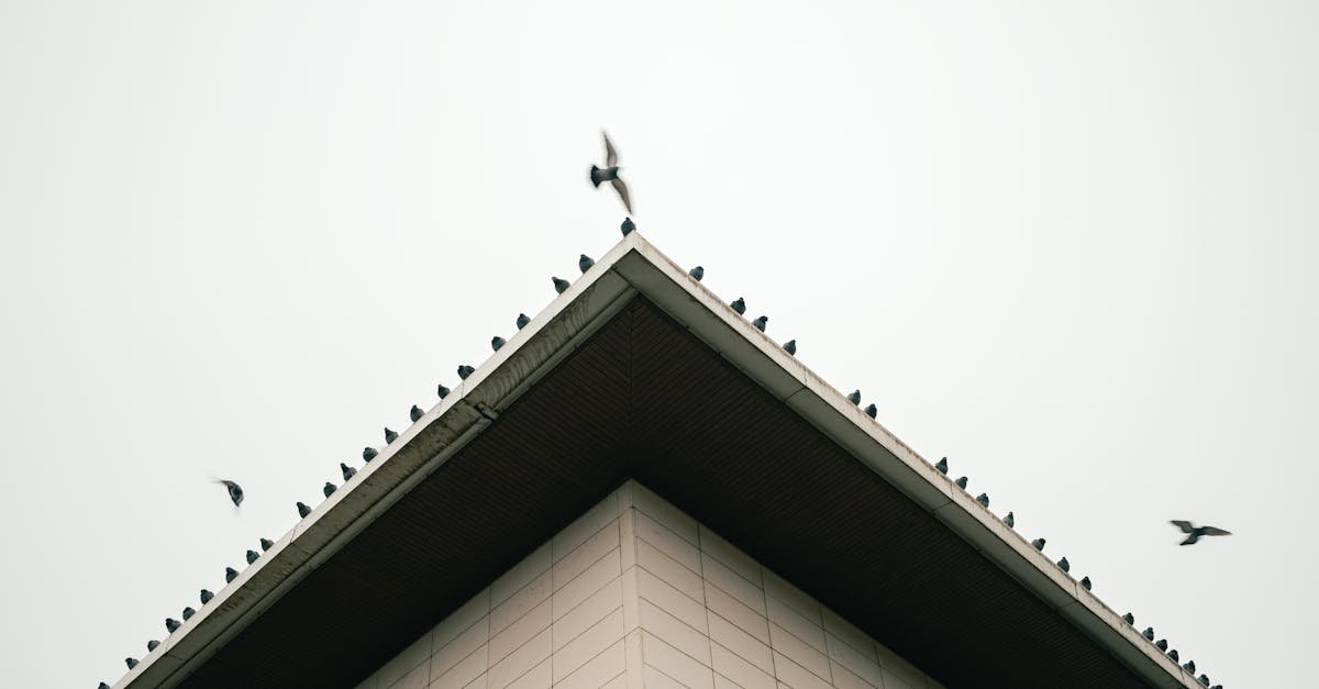 A group of pigeons perched on the roof of a modern building with a clear sky background.