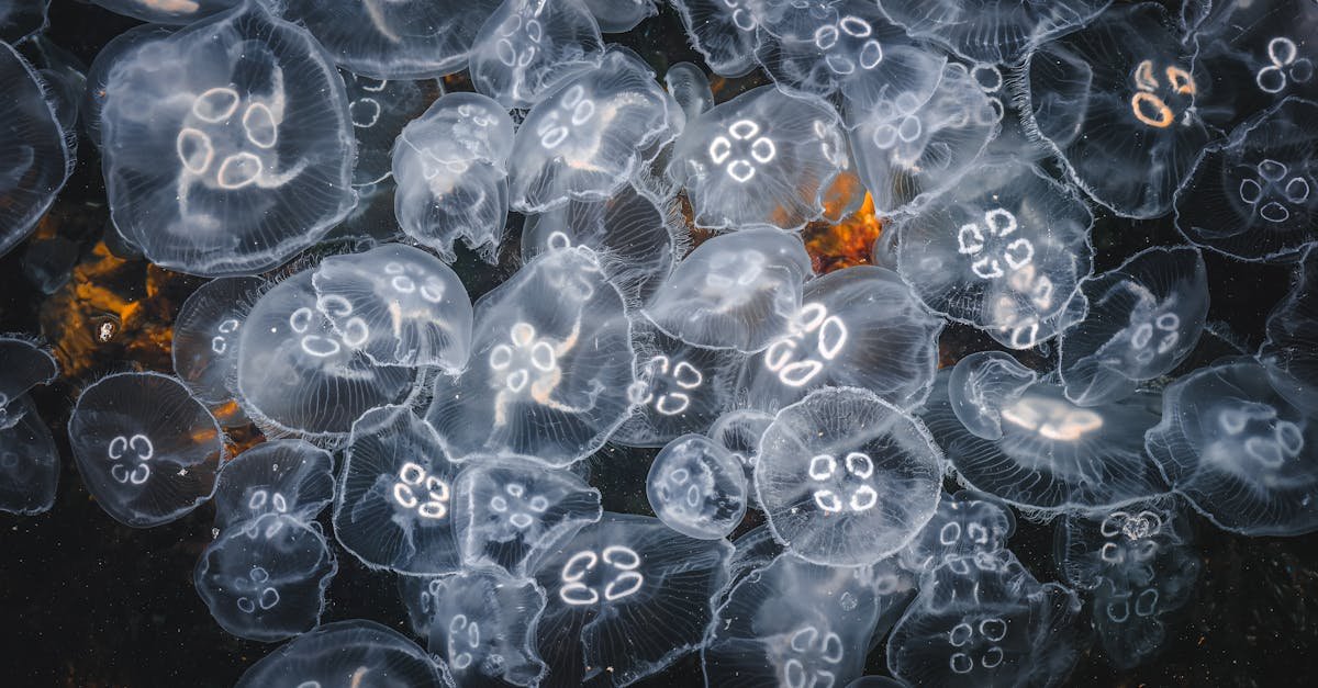 Mesmerizing swarm of jellyfish glowing softly underwater, showcasing marine life elegance.