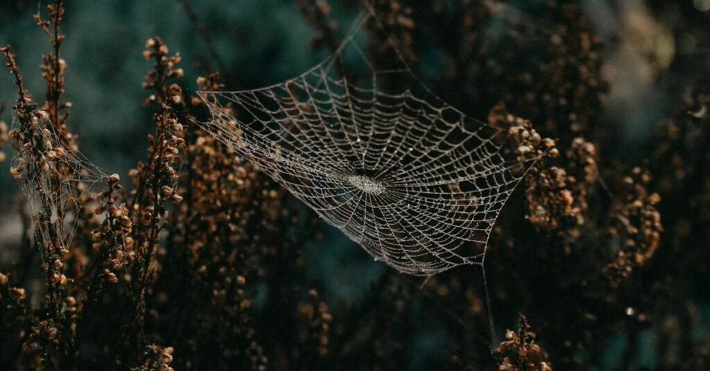 Capture of a dewy cobweb glistening on shrubs in Sweden, showcasing delicate natural beauty.