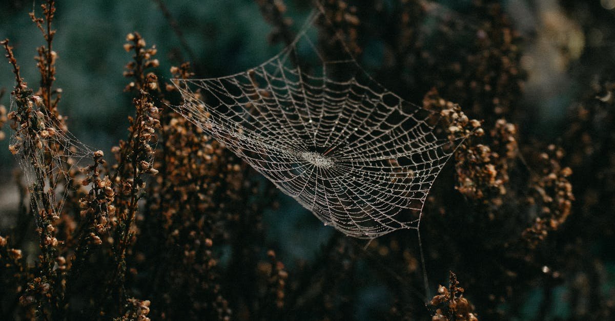 Capture of a dewy cobweb glistening on shrubs in Sweden, showcasing delicate natural beauty.