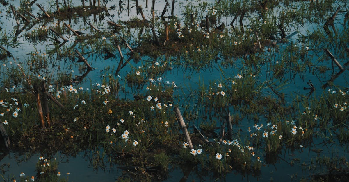 Serene marsh landscape with blooming daisies and water reflections at twilight.