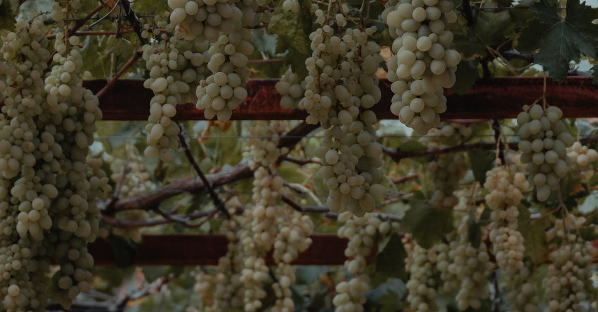 Lush grapevine with ripe grape clusters hanging in a vineyard trellis, Mersin, Turkey.