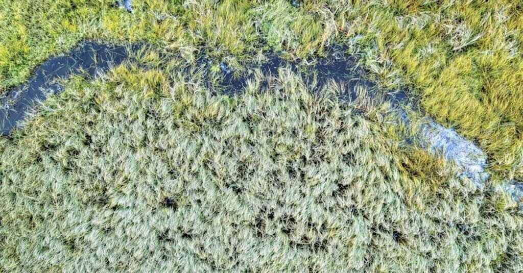 A stunning aerial view of a lush wetland in West Newton, Minnesota, showcasing natural vegetation.
