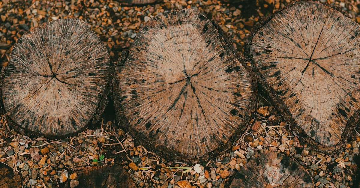 Rustic wooden slices on a rocky pathway showcasing natural textures and patterns.