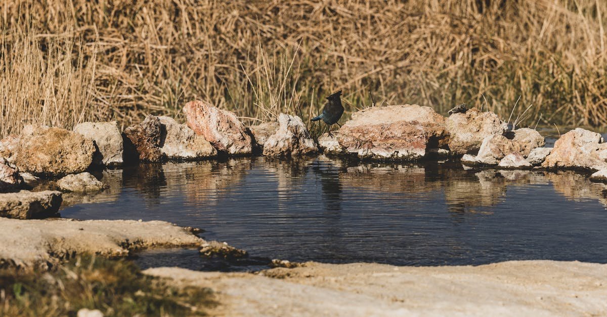 A serene scene of a bird resting by a natural rock pool in the outdoors.