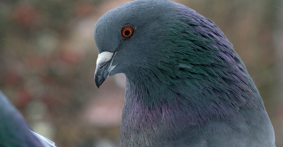 Detailed close-up portrait of a rock pigeon showcasing its vibrant plumage and distinct eye color.