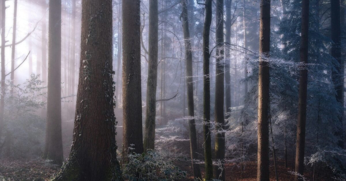 Misty forest with sunbeams filtering through trees