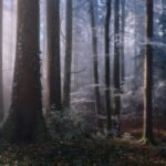 Misty forest with sunbeams filtering through trees