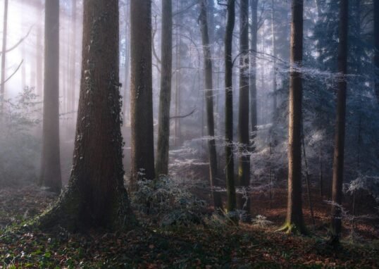 Misty forest with sunbeams filtering through trees