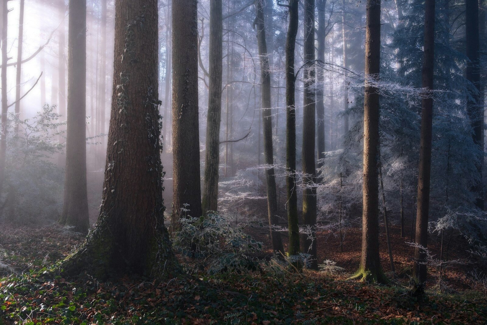 Misty forest with sunbeams filtering through trees