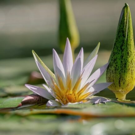 water lily, yellow center, purple flower, water reflection, nature, lotus flower, macro, macro photography, watercolor tones, reed, beautiful, close-up, flower on water, petals, tranquility, gentle, harmony, green, zen garden, water plant