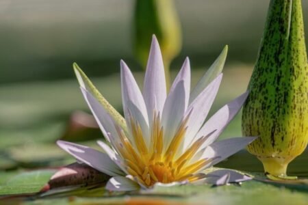 water lily, yellow center, purple flower, water reflection, nature, lotus flower, macro, macro photography, watercolor tones, reed, beautiful, close-up, flower on water, petals, tranquility, gentle, harmony, green, zen garden, water plant