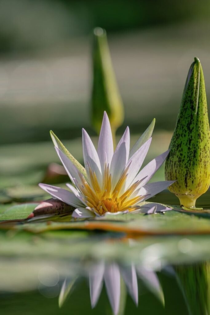 water lily, yellow center, purple flower, water reflection, nature, lotus flower, macro, macro photography, watercolor tones, reed, beautiful, close-up, flower on water, petals, tranquility, gentle, harmony, green, zen garden, water plant
