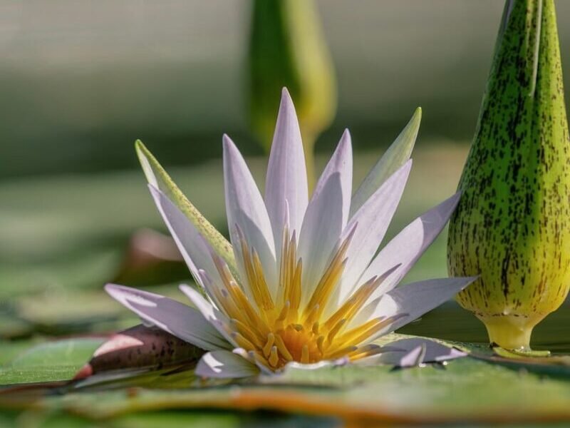 water lily, yellow center, purple flower, water reflection, nature, lotus flower, macro, macro photography, watercolor tones, reed, beautiful, close-up, flower on water, petals, tranquility, gentle, harmony, green, zen garden, water plant