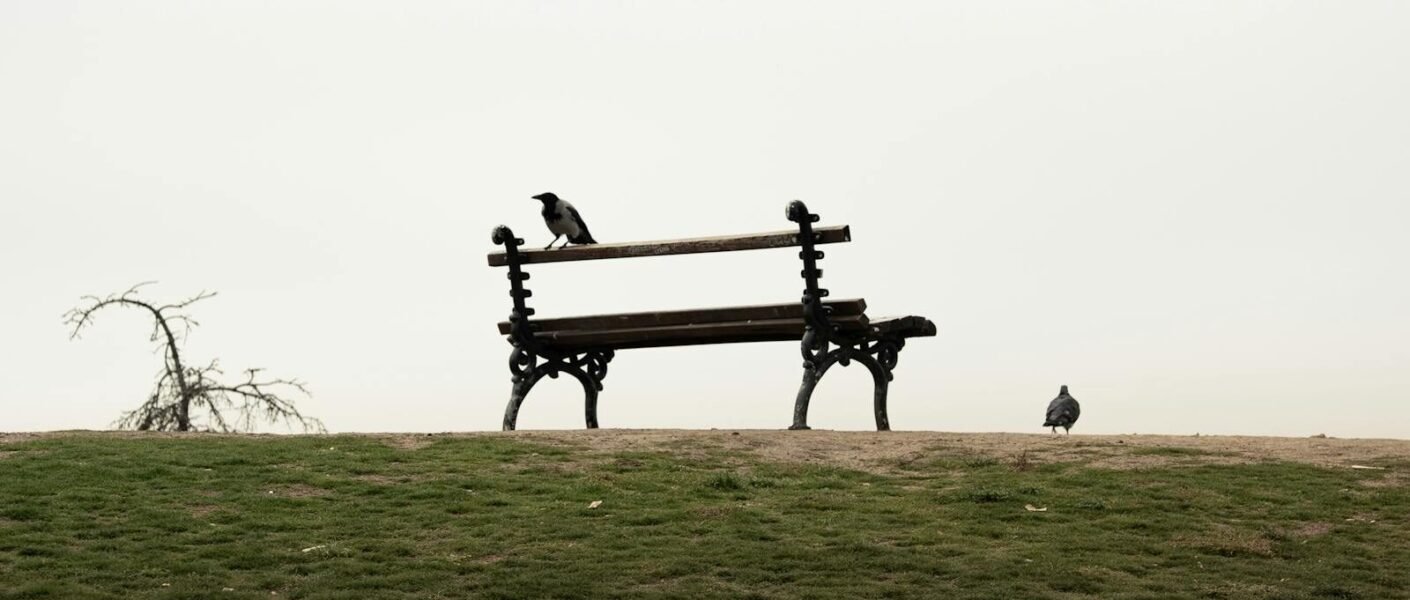 A lone bench in a park with birds perched on it under a cloudy sky.