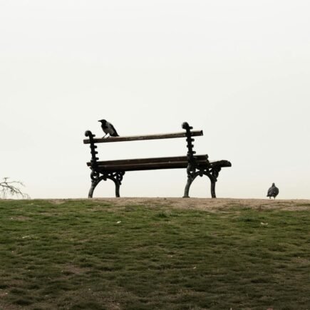 A lone bench in a park with birds perched on it under a cloudy sky.