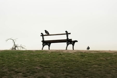 A lone bench in a park with birds perched on it under a cloudy sky.