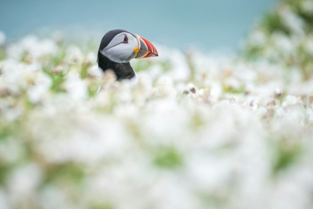 A puffin peeks out from white flowers