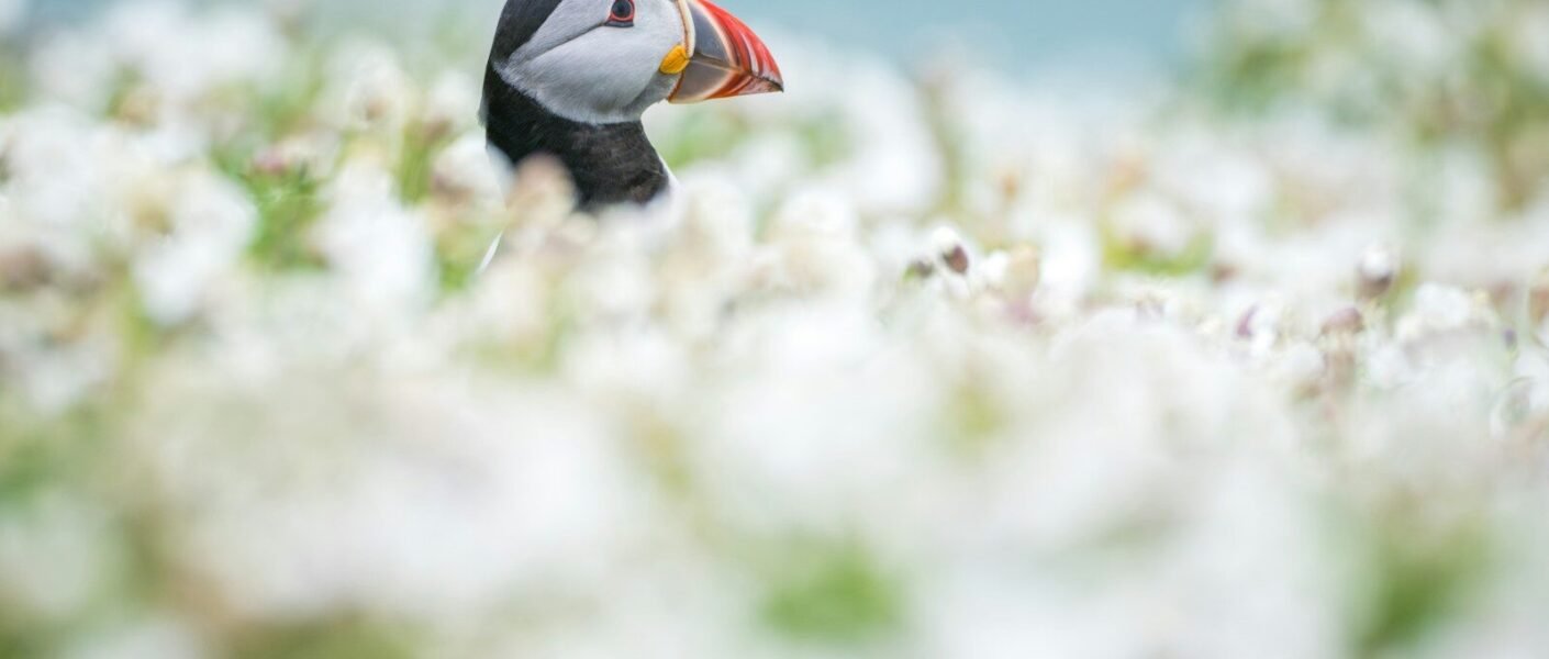 A puffin peeks out from white flowers