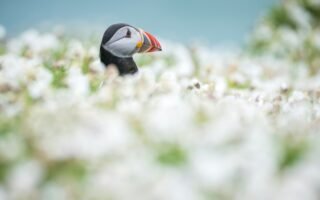 A puffin peeks out from white flowers
