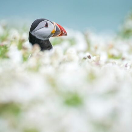 A puffin peeks out from white flowers