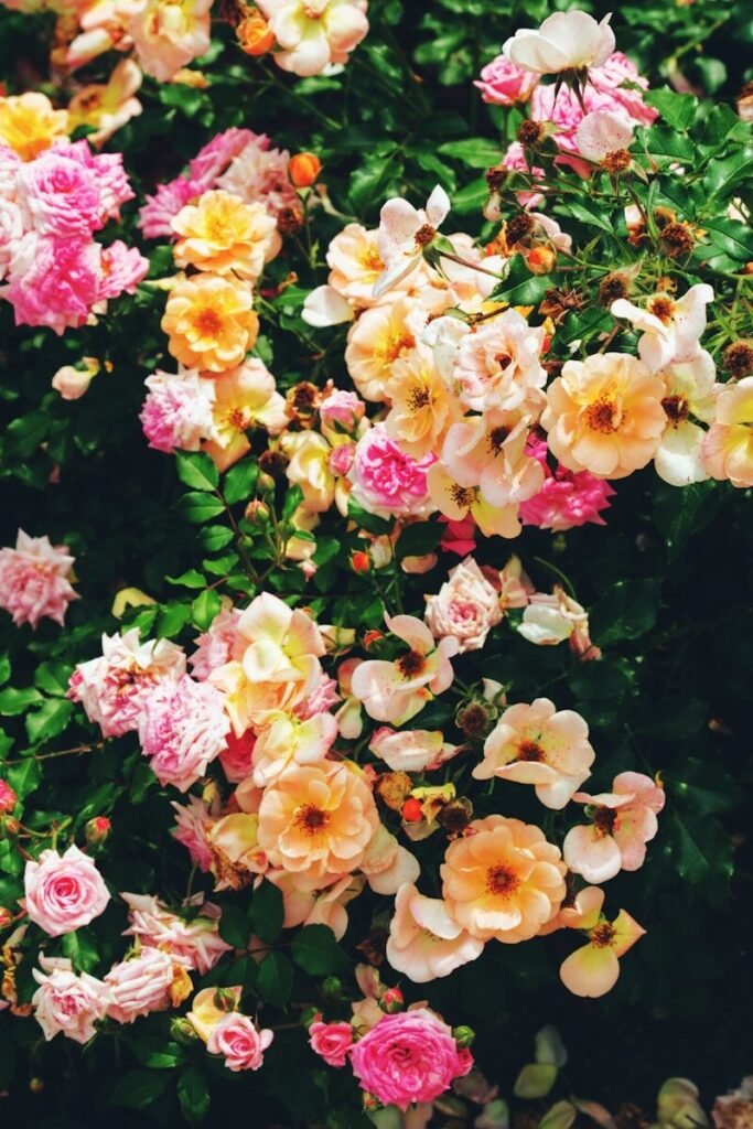 A vibrant bush filled with pink, orange, and white roses.