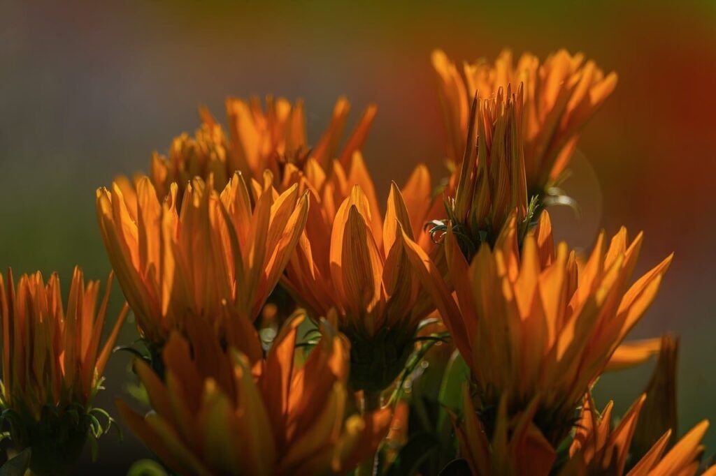 flowers, orange, nature, desktop backgrounds, summer, windows wallpaper, sunny, beautiful wallpaper, 4k wallpaper 1920x1080, clear sky, background, bright, 4k wallpaper, macro, fresh, free background, outdoor, wallpaper hd, cool backgrounds, full hd wallpaper, garden, focused, wallpaper 4k, beautiful flowers, laptop wallpaper, sunlight, hd wallpaper, petals, flower background, flower wallpaper, beauty, mac wallpaper, free wallpaper, hovering, morning, breeze
