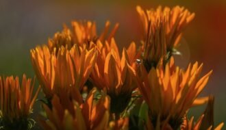 flowers, orange, nature, desktop backgrounds, summer, windows wallpaper, sunny, beautiful wallpaper, 4k wallpaper 1920x1080, clear sky, background, bright, 4k wallpaper, macro, fresh, free background, outdoor, wallpaper hd, cool backgrounds, full hd wallpaper, garden, focused, wallpaper 4k, beautiful flowers, laptop wallpaper, sunlight, hd wallpaper, petals, flower background, flower wallpaper, beauty, mac wallpaper, free wallpaper, hovering, morning, breeze