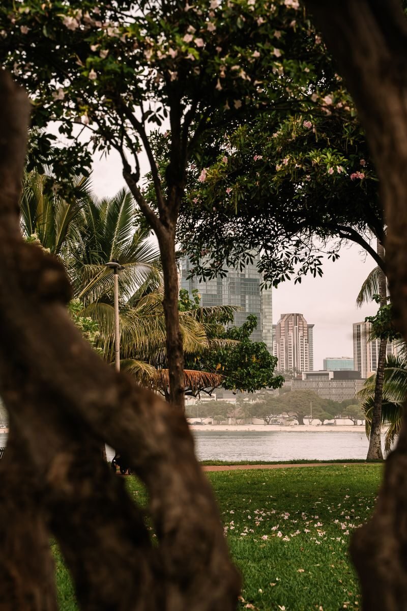 Urban skyline framed by verdant trees in a park setting, offering a contrast of nature and architecture.
