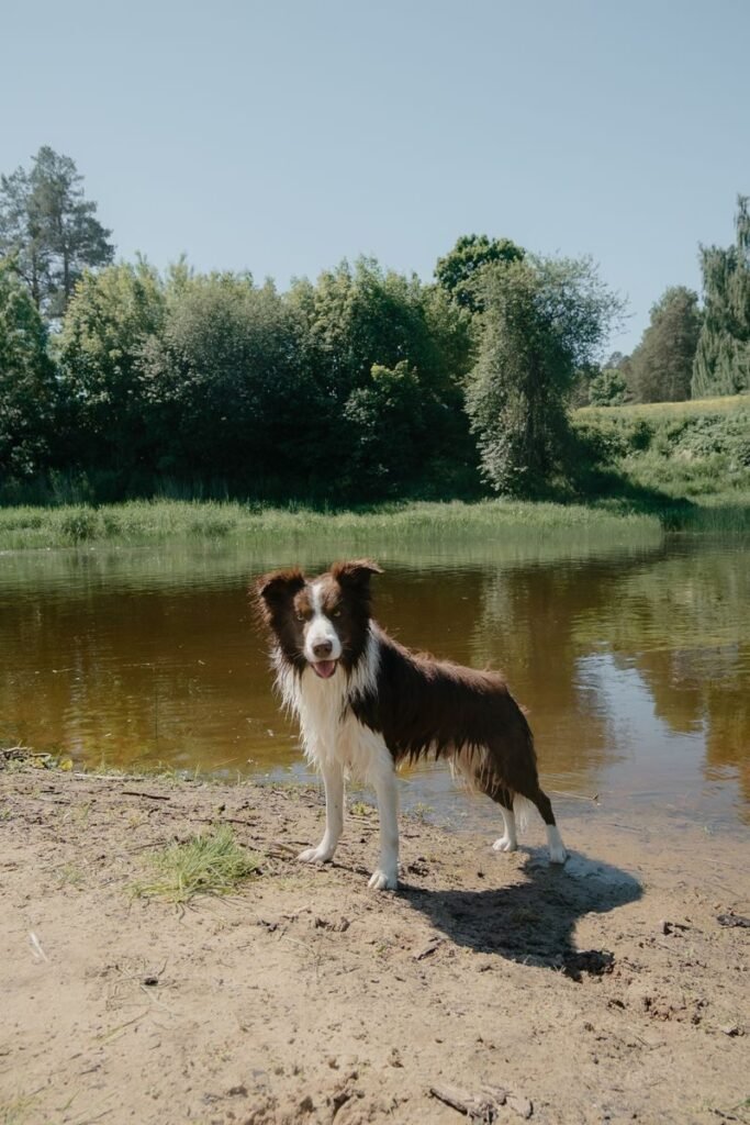 A Border Collie standing by a serene lake surrounded by lush greenery on a bright summer day.